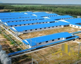 BÁN TRANG TRẠI HEO 2.400 NÁI – DÒNG TIỀN 825 TRIỆU/THÁNG – TÂN ĐÔNG, TÂN CHÂU, TÂY NINH