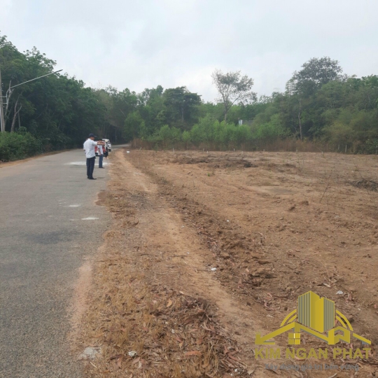 Bán Đất Mặt Tiền Đường Bầu Sen Khu Phố 6 Thị Trấn Dầu Tiếng Bình Dương