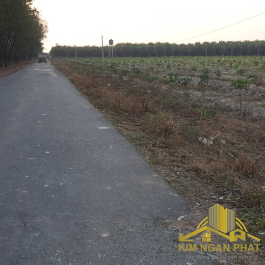 Đất Lớn Xã Phước Hòa Phú Giáo Bình Dương