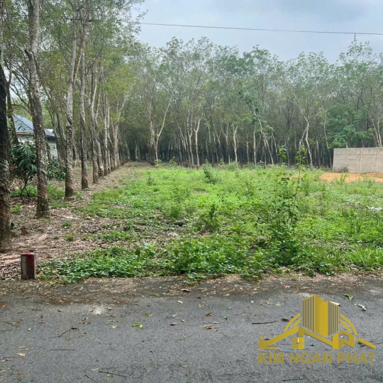 Bán Đất Mặt Tiền Đường Nhựa Chánh Phú Hòa | Diện Tích 200m² | Gần Chợ Chánh Lưu